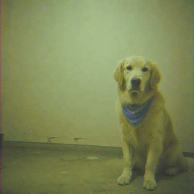 portrait of a golden retriever wearing a blue bandana, warm plain backdrop, no text