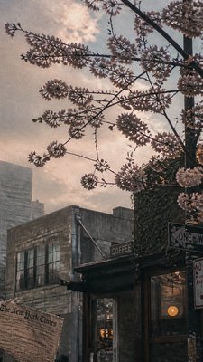 cherry blossom branches against a soft dawn sky, no people
