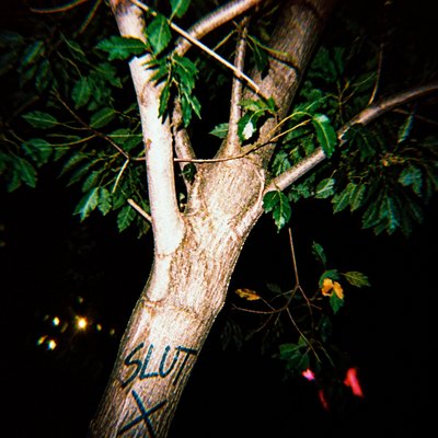 a tree in nature