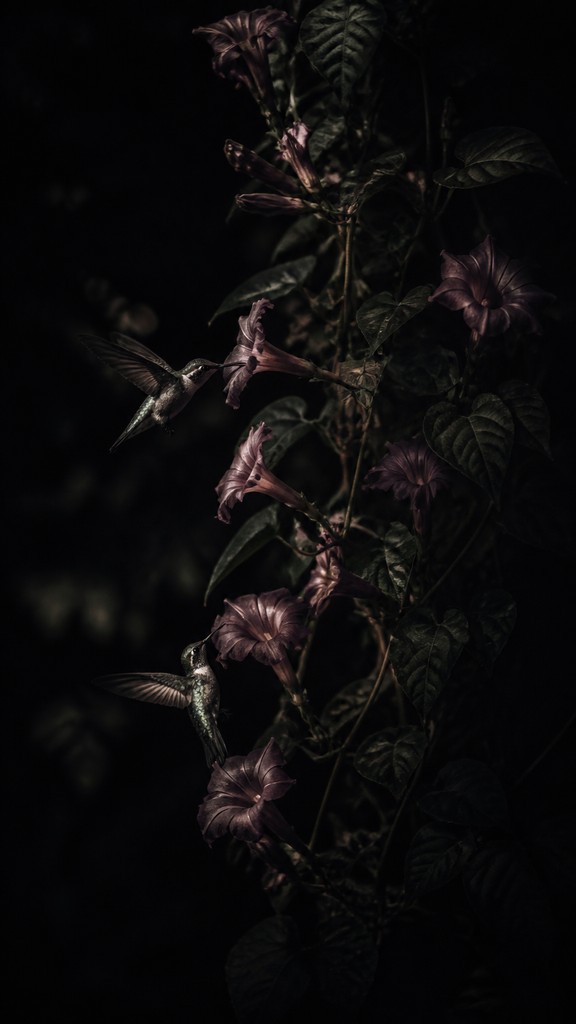 a climbing vine of flowers and hummingbirds on a dark background, tall wrapping composition, no text