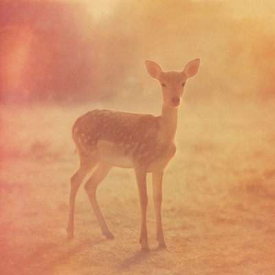 animal standing in natural pose