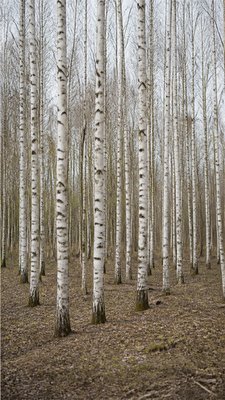 a serene birch forest in soft morning light, no people, no text