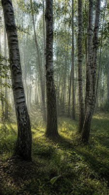 a serene birch forest in soft morning light, no people, no text