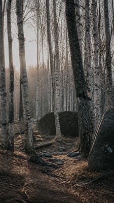 a serene birch forest in soft morning light, no people, no text