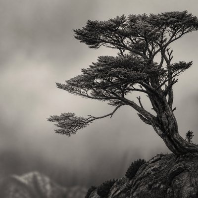 a tree in nature