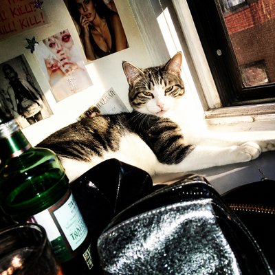 a cat lounging in a sunlit window