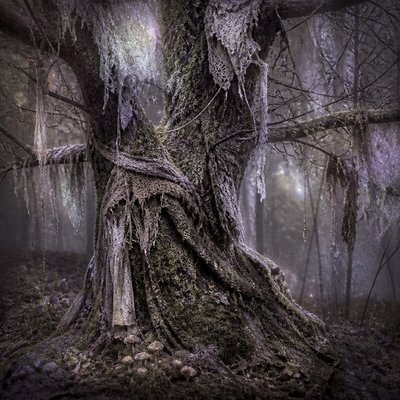 a tree in nature