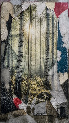 a serene birch forest in soft morning light, no people, no text