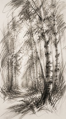 a serene birch forest in soft morning light, no people, no text