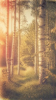a serene birch forest in soft morning light, no people, no text