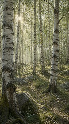 a serene birch forest in soft morning light, no people, no text