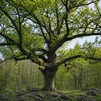 a tree in nature — Photorealistic Still Life Art Style