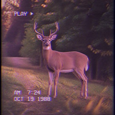 animal standing in natural pose — VHS Aesthetic