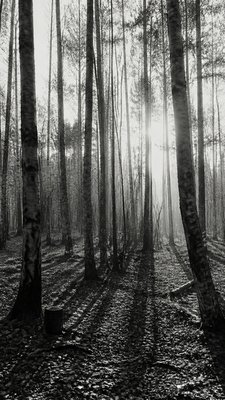 a serene birch forest in soft morning light, no people, no text