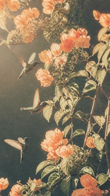 a climbing vine of flowers and hummingbirds on a dark background, tall wrapping composition, no text