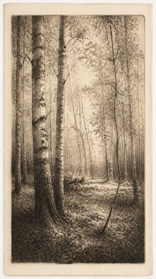 a serene birch forest in soft morning light, no people, no text