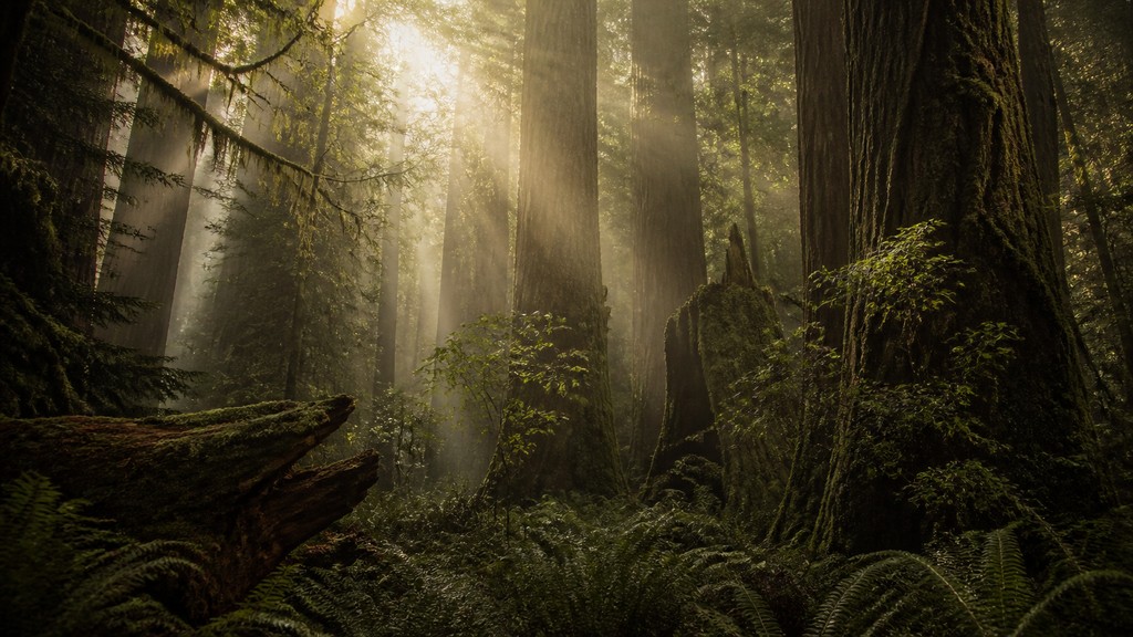 a panoramic redwood forest with light rays through mist, no people