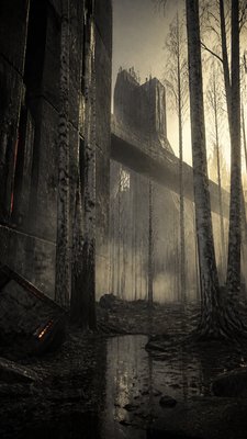 a serene birch forest in soft morning light, no people, no text