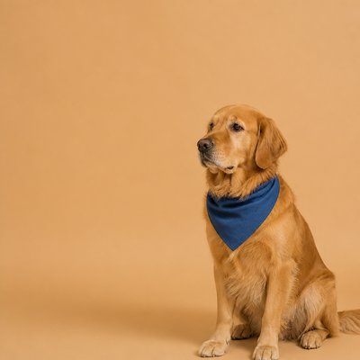 portrait of a golden retriever wearing a blue bandana, warm plain backdrop, no text