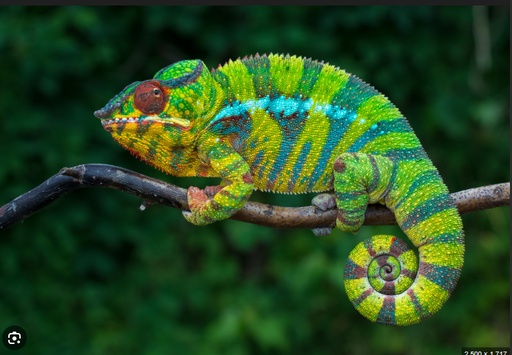 Vivid Detail with Shallow Depth