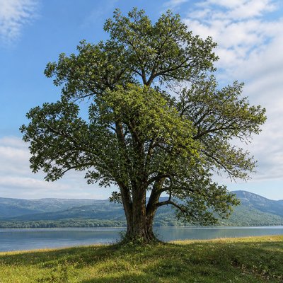 a tree in nature