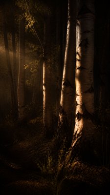 a serene birch forest in soft morning light, no people, no text