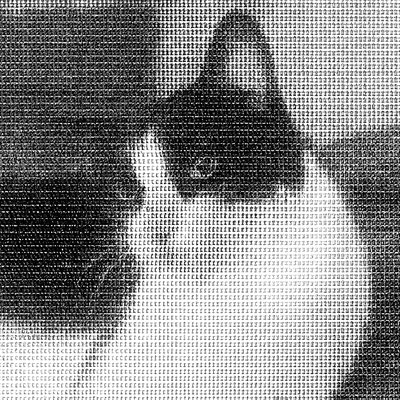 a black and white photo of a cat