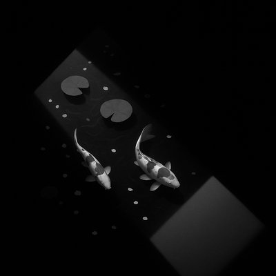 A koi pond seen from above, orange and white koi fish swimming among lily pads, clear water with subtle ripples, fallen cherry blossom petals floating on the surface, dappled sunlight