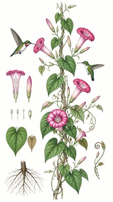 a climbing vine of flowers and hummingbirds on a dark background, tall wrapping composition, no text