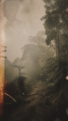 a mysterious forest path with fireflies and drifting mist, atmospheric vertical composition with open space at the top, no text