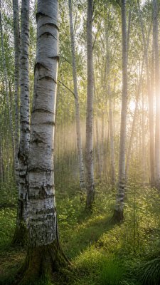 a serene birch forest in soft morning light, no people, no text