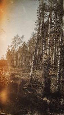 a serene birch forest in soft morning light, no people, no text
