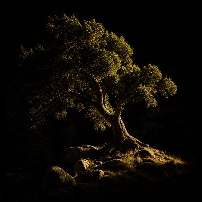 a tree in nature — Light and Shadow Art Style