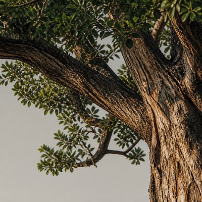 a tree in nature — Cropping Art Style