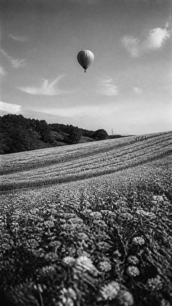 a hot air balloon drifting over rolling flower fields on a sunny day, cheerful, no text