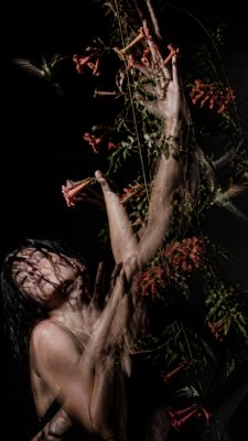 a climbing vine of flowers and hummingbirds on a dark background, tall wrapping composition, no text