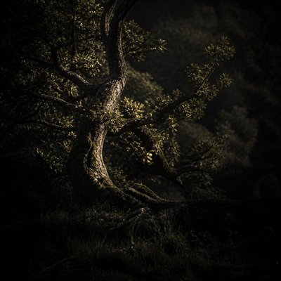 a tree in nature — Moody Portrait Photography Style