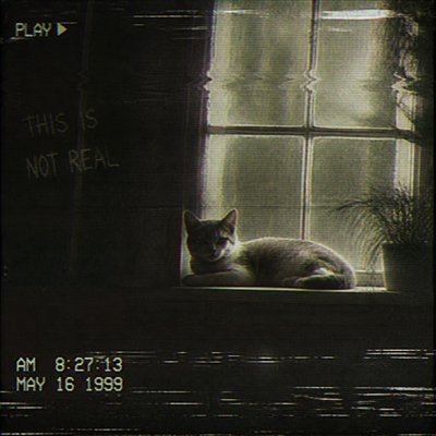 a cat lounging in a sunlit window