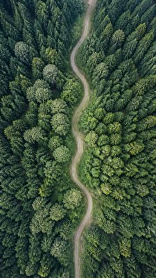 a mysterious forest path with fireflies and drifting mist, atmospheric vertical composition with open space at the top, no text