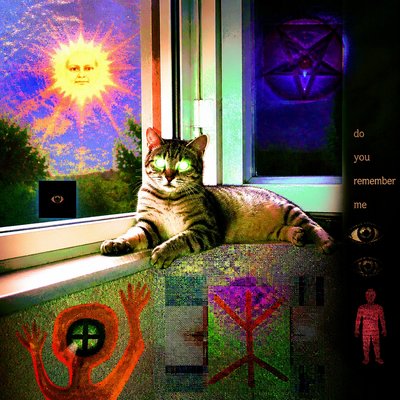a cat lounging in a sunlit window