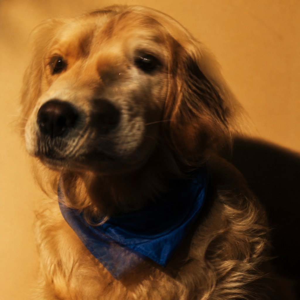 portrait of a golden retriever wearing a blue bandana, warm plain backdrop, no text
