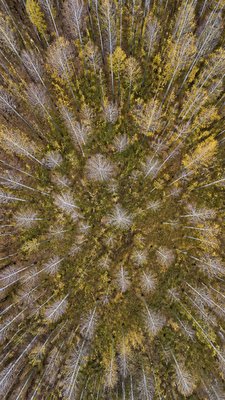 a serene birch forest in soft morning light, no people, no text