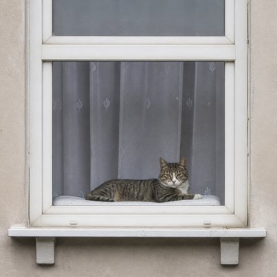 a cat lounging in a sunlit window
