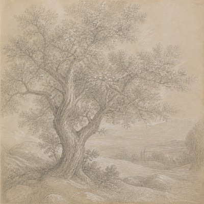 a tree in nature — Silverpoint Drawing Style