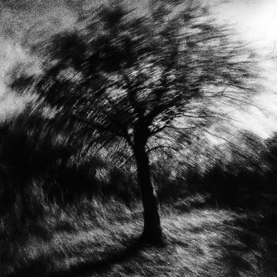 a tree in nature