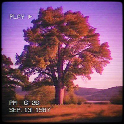 a tree in nature — VHS Aesthetic