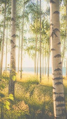 a serene birch forest in soft morning light, no people, no text
