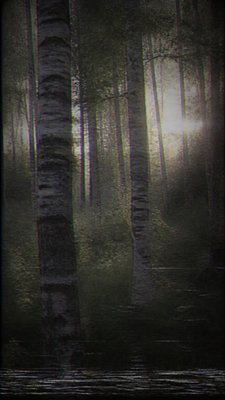 a serene birch forest in soft morning light, no people, no text