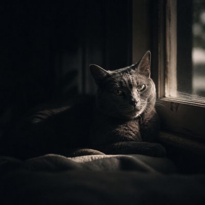 a cat lounging in a sunlit window