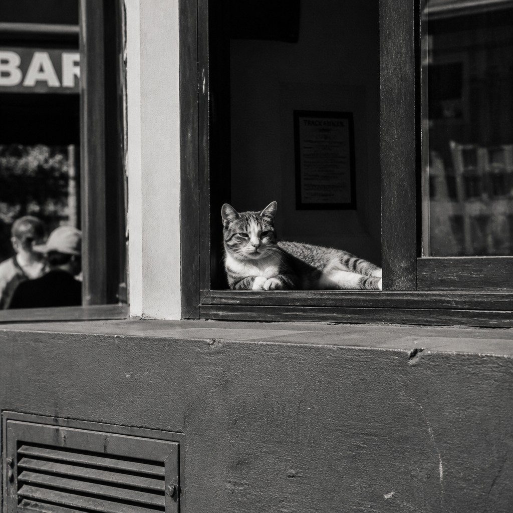 a cat lounging in a sunlit window